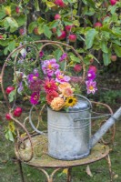 Autumn bouquet of flowers arranged in metal water can on rusty metal chair in orchard - Cosmos, Dahlias, Helianthus annus; Asters; Sedum