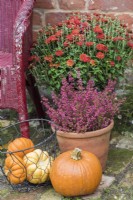 Erica and Chrysanthemums in terracotta containers with squashes by painted chair