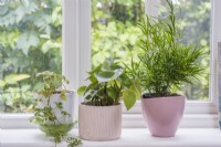 Houseplants on windowsill - Cissus rhombifolia - Grape ivy in white pot; Peperomia in middle pink pot and Asparagus falcatus