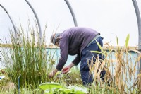 Manworking in The Polytunnel