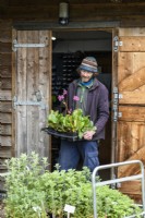 Man working in a Nursery placing a tray of bergenias on a Trolley