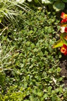 Cotoneaster procumbens Queen of Carpets, spring May