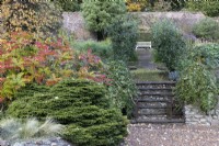 A flight of stone steps, with an open metal gate at the bottom, leads up to a path, lined with espaliered apple, malus, trees and an old wooden banch at the top. The walls of the steps are covered in ivy. Various shrubs and plants grown on the left. Regency House, Devon NGS garden. Autumn