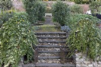 A flight of stone steps, with an open metal gate at the bottom, leads up to a path, lined with espaliered apple, malus, trees and an old wooden banch at the top. The walls of the steps are covered in ivy. Regency House, Devon NGS garden. Autumn