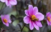 A bee on dahlia flower, Happy Single Juliet. Regency House, Devon NGS garden. Autumn
