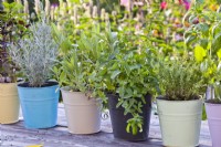 Herbs in metal pots - basil, thyme, mint, sage and curry.