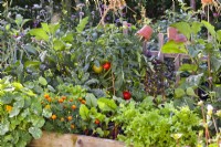Raised wooden vegetable bed with nasturtium, French marigold, beetroot, lettuce, aubergine, basil, tomato and curly kale.