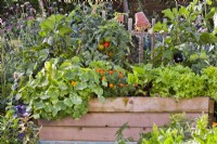 Raised wooden vegetable bed with nasturtium, French marigold, beetroot, lettuce, aubergine, basil, tomato and curly kale.