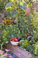 Colander with harvested tomatoes and aubergines on the edge of raised bed full of growing crops.