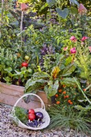 Trug with freshly harvested vegetables infront raised bed of Swiss chard, basil, peppers and tomatoes. Beside are French marigold and Cosmos bipinnatus for attracting beneficial insects.
