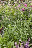 Herb bed with Ocimum basilicum and Agastache ' Blue Fortune'.