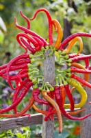 Wreath of peppers.
