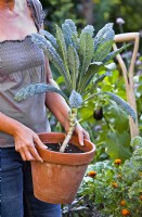 Woman carrying pot grown kale 'Nero di Toscana' ready for planting in bed for winter harvest.