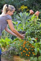 Woman filling gap in raised vegetable bed with kale ' Nero di Toscana' for winter harvest.