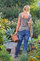 Woman carrying pot grown kale 'Nero di Toscana' ready for planting in bed for winter harvest.