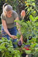 Woman harvesting aubergine.