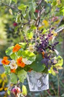 Pot with nasturtium, purple sage and basil hanging from a tree..