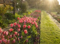 Multi-coloured tulips in a border in the sunken garden at Chenies Manor at sunrise.
