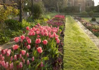 A border of multi-coloured Tulipa - Tulips in the sunken garden at Chenies Manor.