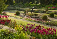 Borders of multi-coloured Tulipa in the sunken garden at Chenies Manor.