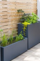 Fibreglass trough for water plants and a tall planter on timber decking next to slatted timber fence. June