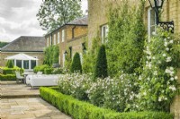 Rose border and terrace next to large country house. Natural stone paving, box edging, outdoor dining area, Rosa 'Desdemona', Rosa 'Claire Austin', Trachelospermum jasminoides trained on walls and yew topiary. June