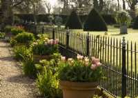 Pale pink Tulipa in terracotta containers along an iron fence at Chenies Manor