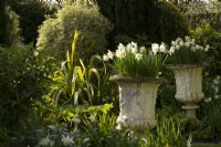 Narcissus in a pair of carved stone urns in the garden at Chenies Manor.