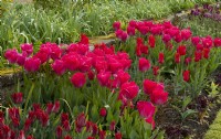 Different varieties of red Tulipa in a border in the sunken garden at Chenies Manor. From left to right: Tulipa 'Lasting Love', 'Temple of Beauty' and 'Pieter de Leur'.