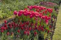 Multi-coloured tulips in a border in the sunken garden at Chenies Manor.  From left to right: Tulipa 'Lasting Love', 'Temple of Beauty,'  'Pieter de Leur' and  'Temple of Beauty'.