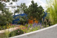 Bright coloured planting over a circular concrete wall, including Agastache 'Blackadder', Echinacea pallida and Kniphofia 'Fiery Red', overlooked by Pinus nigra 'Austriaca' - Over the Wall Garden, supported by Takeda UK, RHS Hampton Court Palace Garden Festival 2022