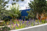 Bright coloured planting over a circular concrete wall, including Agastache 'Blackadder', Echinacea pallida and Kniphofia 'Fiery Red', overlooked by Pinus nigra 'Austriaca' - Over the Wall Garden, supported by Takeda UK, RHS Hampton Court Palace Garden Festival 2022