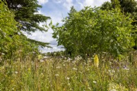 Wildflower meadow with Kniphofia and Koelreuteria paniculata behind - Iconic Horticultural Hero Garden - Sarah Eberle, RHS Hampton Court Palace Garden Festival 2022