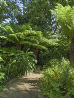 Dicksonia -  Tree ferns