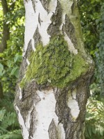 Betula - Silver Birch with moss growing on its trunk.