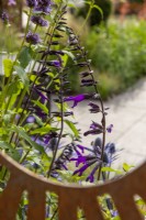 View through Corten steel panel to planting of Salvia 'Amistad'  - The Sunburst Garden, RHS Hampton Court Palace Garden Festival 2022
