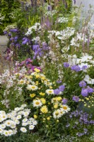Mixed planting of Cosmos, Scabious, Gaura, Veronicastrum, Daisies and Ammi majus - Knolling with Daisies, RHS Hampton Court Palace Garden Festival 2022