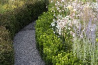 Gravel path next to a border edged with Euonymus 'Green Spire' containing Gaura and Perovskia