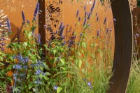 Agastache 'Black Adder' against Corten steel panel - The Sunburst Garden, RHS Hampton Court Palace Garden Festival 2022