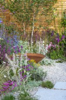 Gravel garden with Stachys byzantina, Eryngium, Santolina and Betula surrounded by contemporary fencing - Turfed Out, RHS Hampton Court Palace Garden Festival 2022