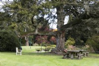 A variety of rope swings, barbeques and picnic benches sit underneath a large tree surrounded by lawn. Regency House, Devon NGS garden. Autumn