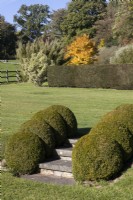 A flight of steps between two levels of lawn is edged with four topiary box domes on either side. A clipped box hedge with various trees and shrubs in autumn colour in the background. Regency House, Devon NGS garden. Autumn