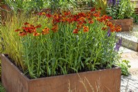 Helenium 'Moerheim Beauty' in raised Corten steel planter - The Lunch Break Garden, RHS Hampton Court Palace Garden Festival 2022