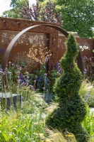 Spiral Yew topiary with Verbena bonariensis and Stipa tenuissima - Sunburst Garden, RHS Hampton Court Palace Garden Festival 2022