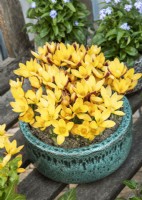 Crocus chrysanthus Advance in pot, spring March