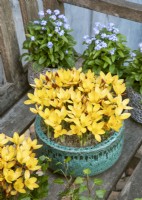 Crocus chrysanthus Advance in pot, spring March