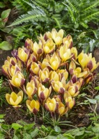 Crocus chrysanthus Advance, spring March