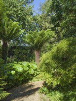 Dicksonia -  Tree ferns