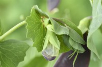 Pisum sativum  'Shiraz'  Mangetout pea flower starting to form  July
