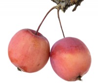 Malus  'Appletini'  Edible crab apple  October
